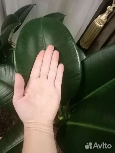 Фикус лирата