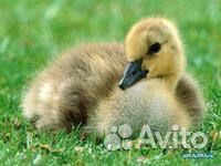 Гусята домашние