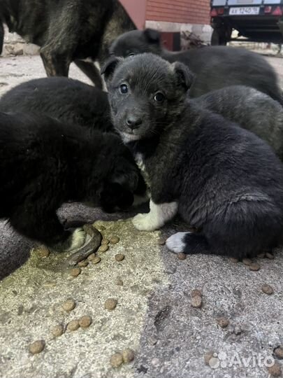 Щенки бесплатно