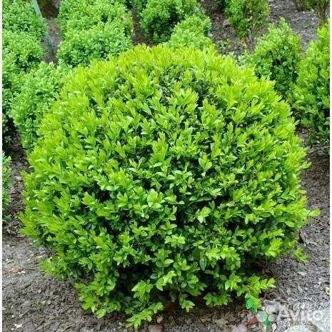 Саженцы самшита