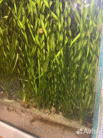 Трава в аквариум