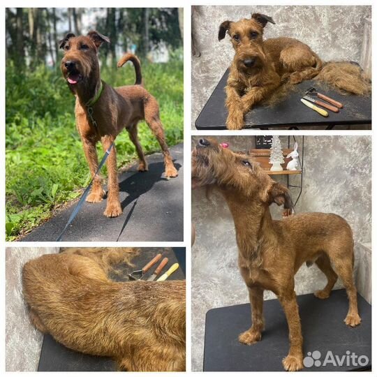 Груминг Стрижка собак