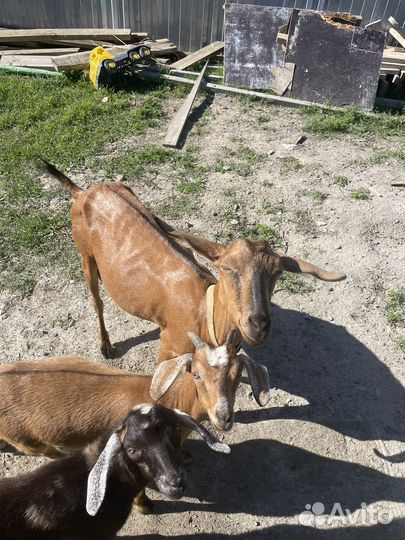 Коза дойная