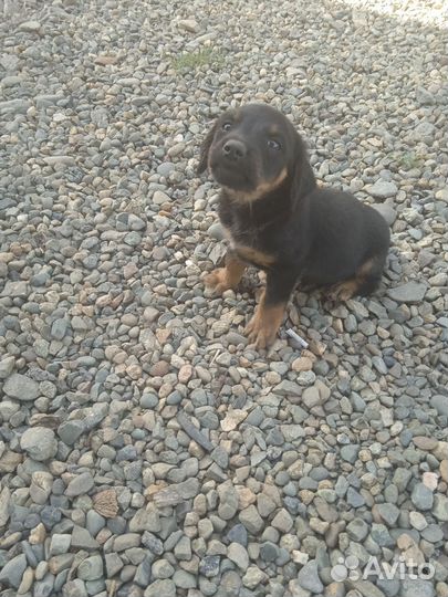 В добрые руки