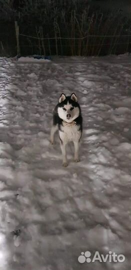 Хаски для вязки