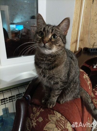 Нежная кошка со стервозным характером Моня. В дар