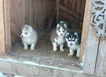 Собаки щенки Сибирские хаски