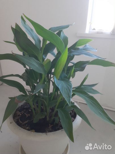 Цветы канны