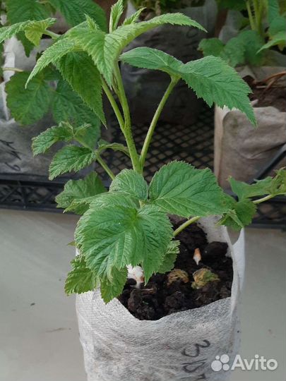 Саженцы малины Энросадира, Мапема, Соколица