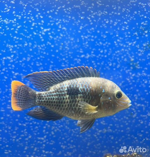 Аквариумные рыбки