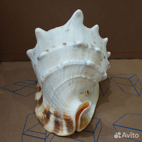 Ракушка морская большая