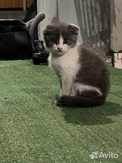 Помесь шотландец