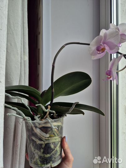 Домашнее растение