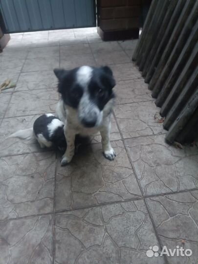 Щенки дворянки