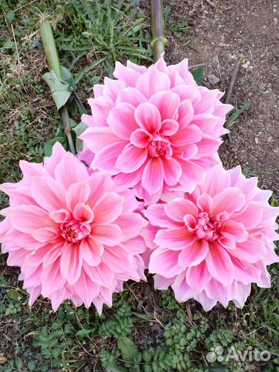 Георгины клубни