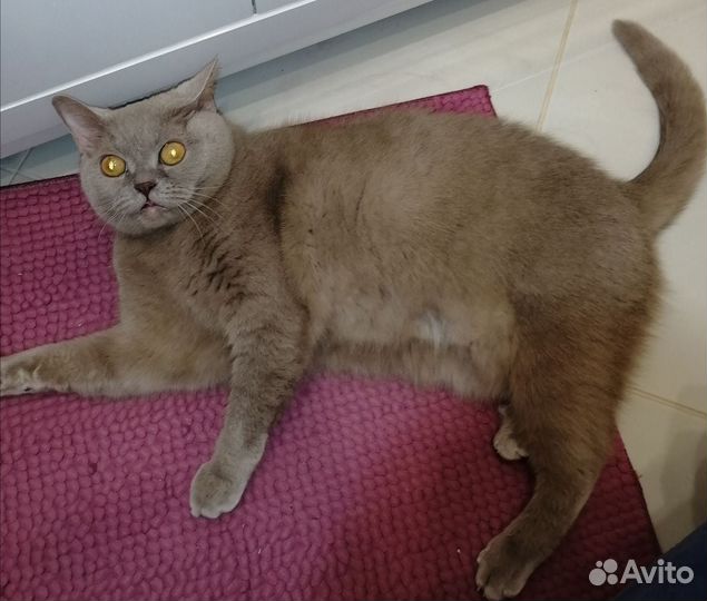 Кошки в добрые руки