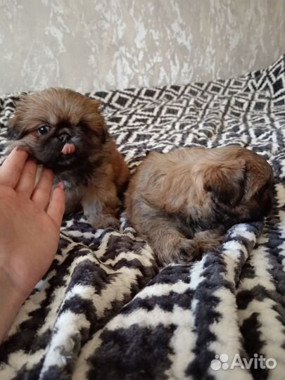 Щенки пекинеса
