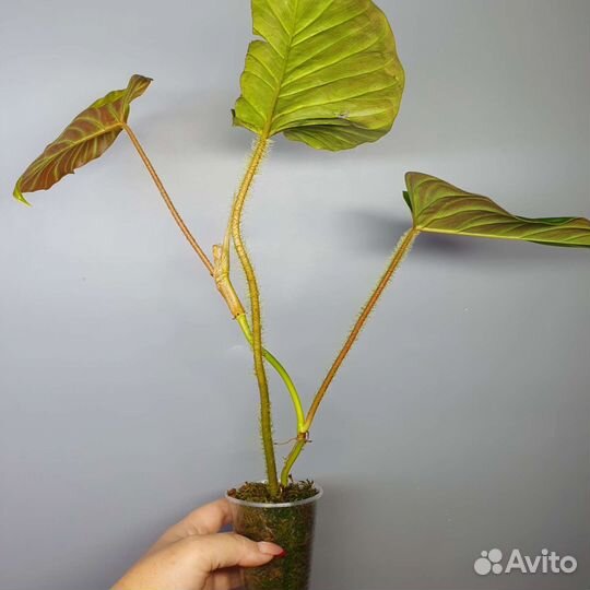 Филодендрон серпианс варрикозум