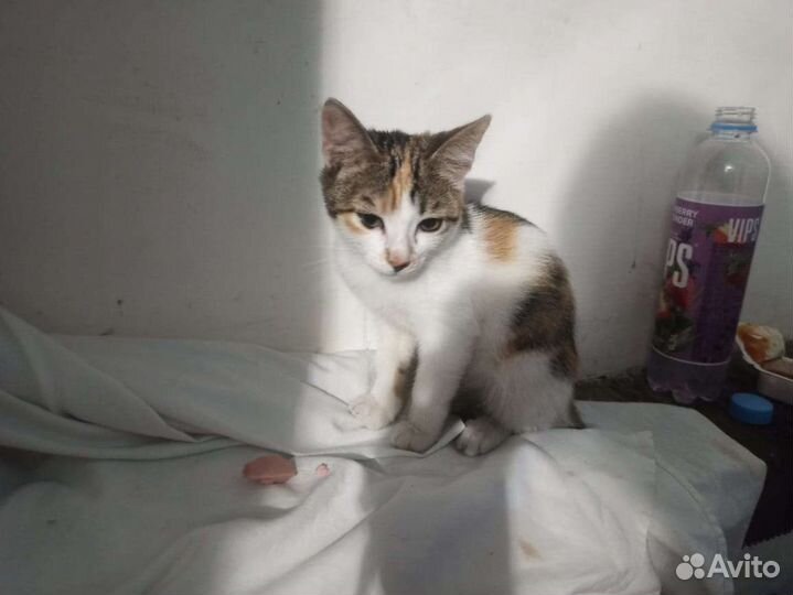 Кошечка в добрые руки