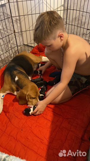 Щенки бигль