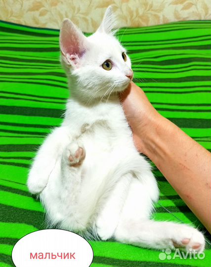 Котята ищут дом