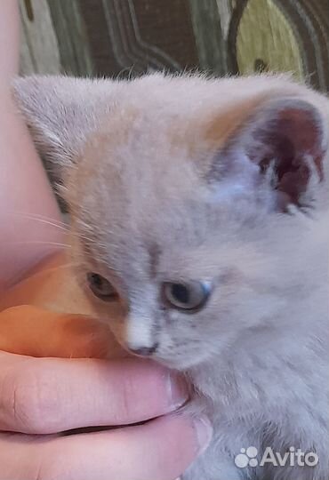 Продам котят британцев