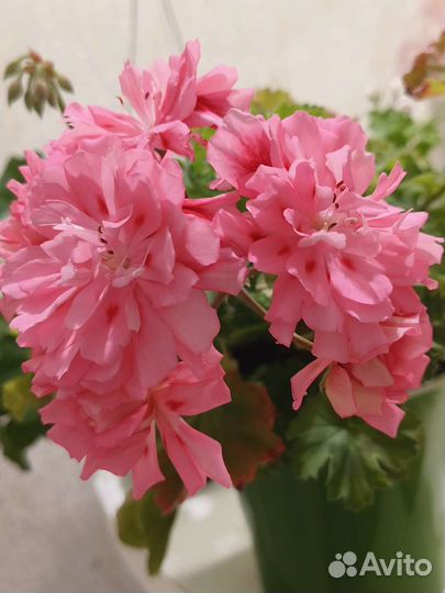Пеларгония сортовая
