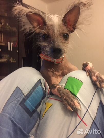 Передержка собак «Догситтер»