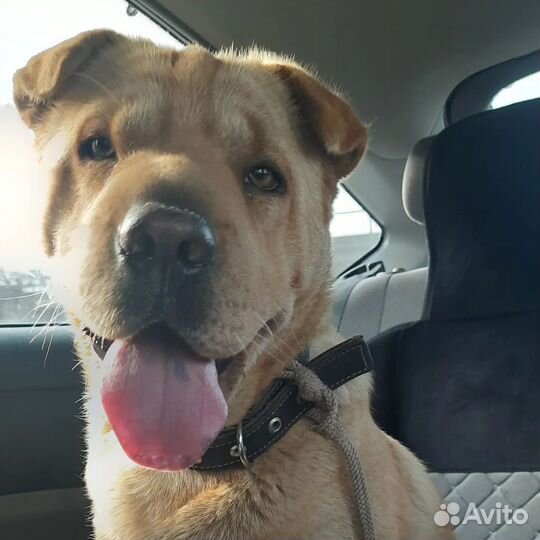 Шарпей метис