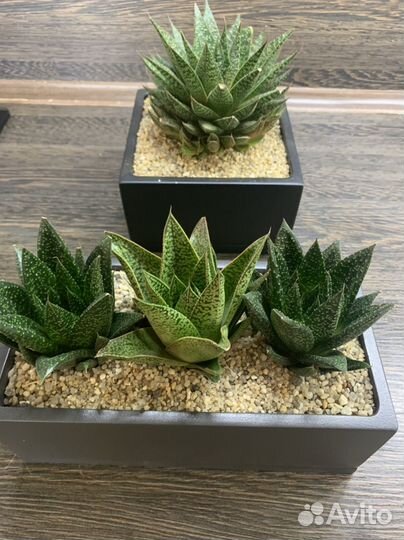 Гастерия в кашпо в стиле лофт, суккулент, подарок