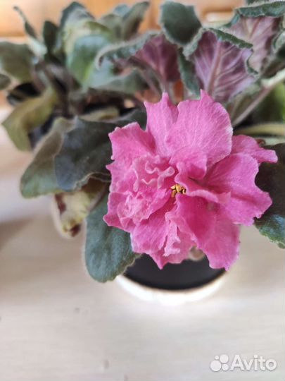 Цветущие фиалки