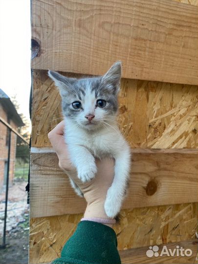 Котенок Клара в добрые руки