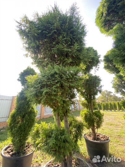 Туя Даника 65 см