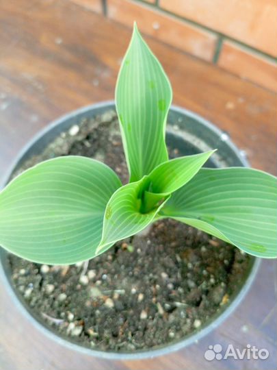 Хоста голубая