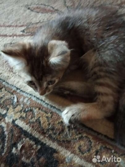 Кошечка в добрые руки