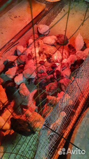 Цыплята домашнии подрощенные