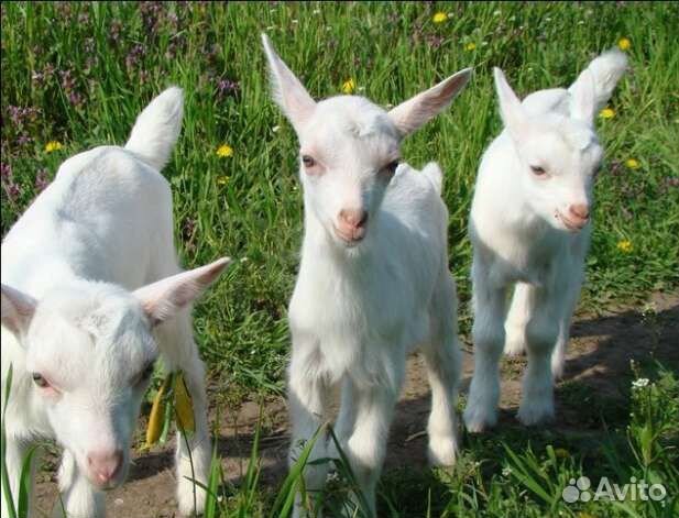 Зааненские козлята