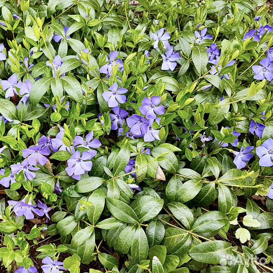 Почвопокровные растения