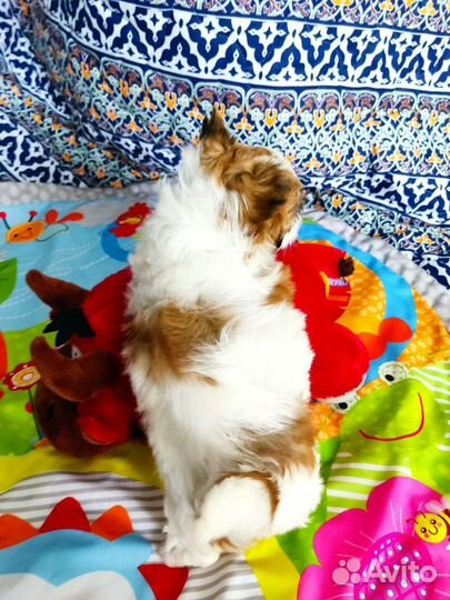 Очень красивая малышка бивер голдаст цветной Йорк