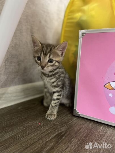 Бенгальский кот(метис)