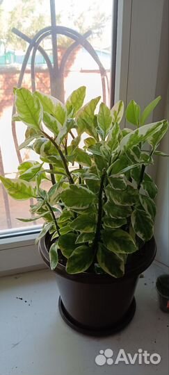 Педелантус