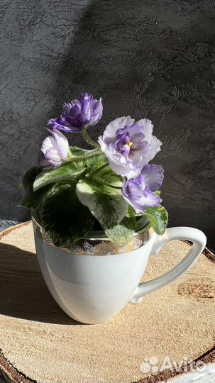 Фиалки сортовые мини и полумини