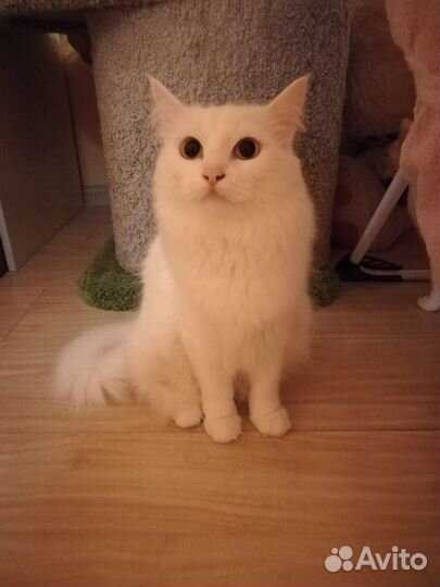 Кошка турецкая ангора в добрые руки