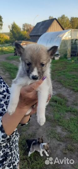 Щенки заподно сибирской лайки