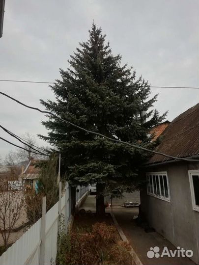 Ель