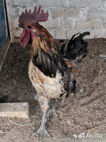 Петухи лакеданзи (чистая порода) на племя