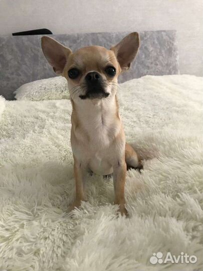 Вязка кобель чихуахуа