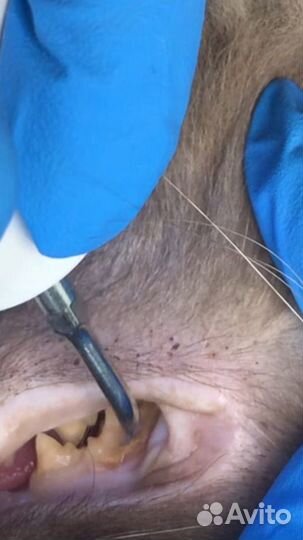 Стрижка животных,ветеринарная помощь