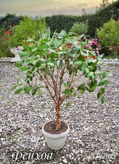 Растения для дома и сада