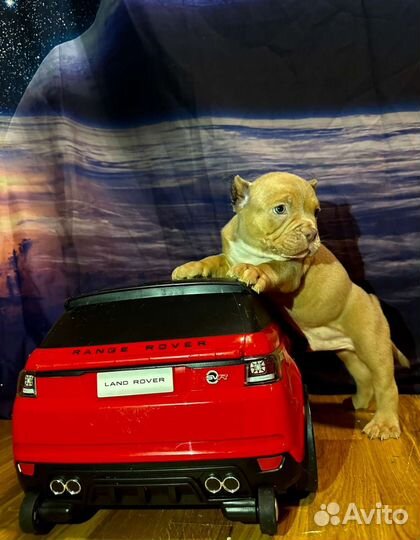 Американский булли щенки покет и экзоты